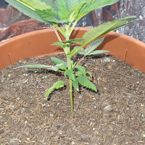 Northern lights growlog timeline photo