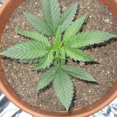Northern lights growlog timeline photo
