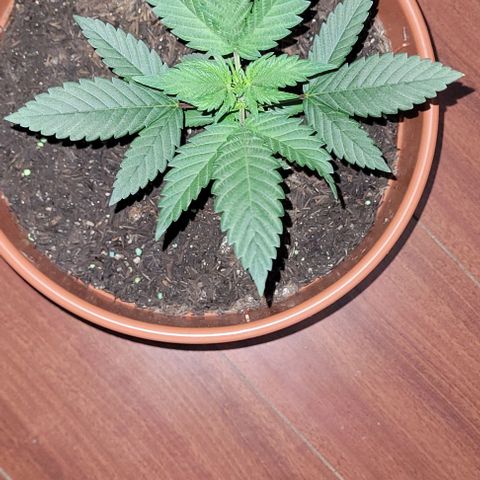 Northern lights growlog timeline photo