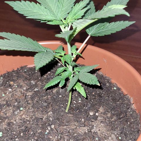 Northern lights growlog timeline photo