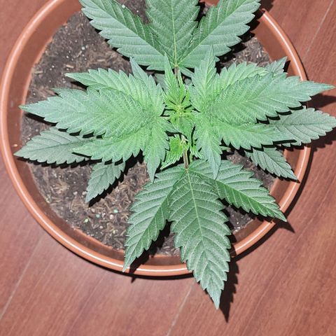 Northern lights growlog timeline photo