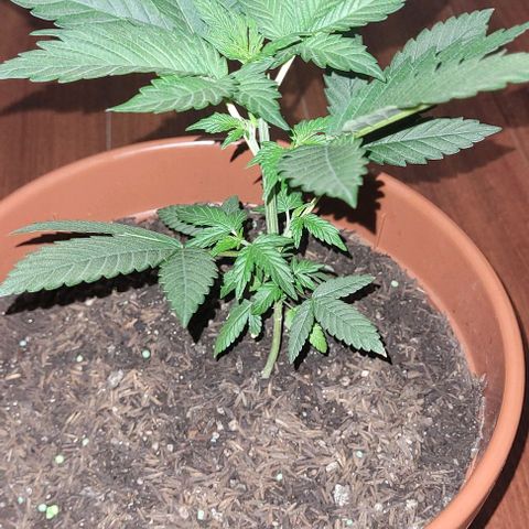 Northern lights growlog timeline photo