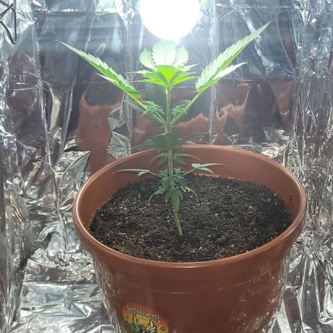 Northern lights growlog timeline photo