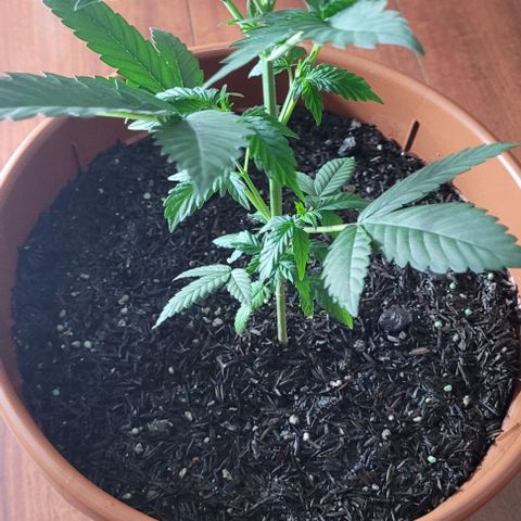 Northern lights growlog timeline photo