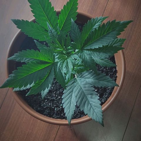 Northern lights growlog timeline photo