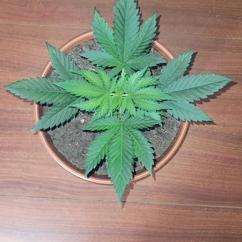 Northern lights growlog timeline photo