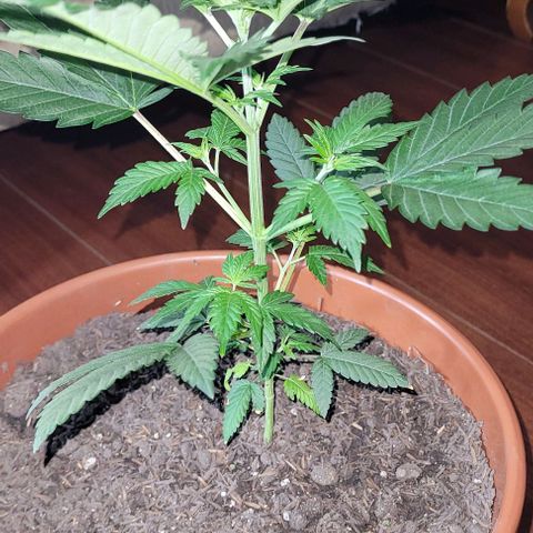 Northern lights growlog timeline photo