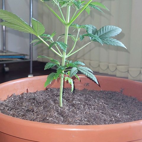 Northern lights growlog timeline photo