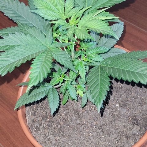 Northern lights growlog timeline photo