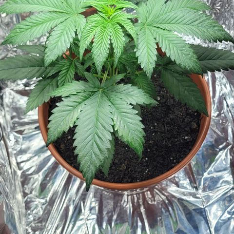 Northern lights growlog timeline photo