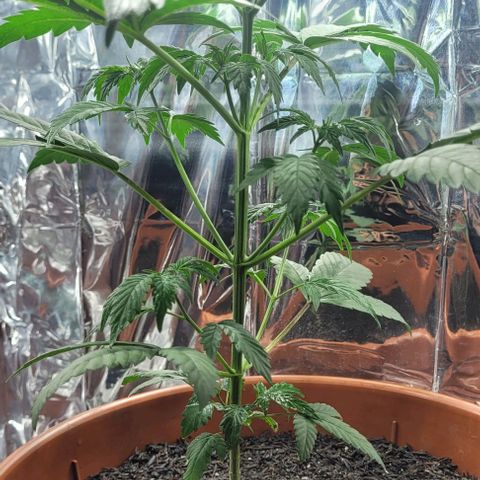 Northern lights growlog timeline photo