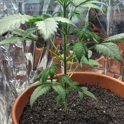 Northern lights growlog timeline photo