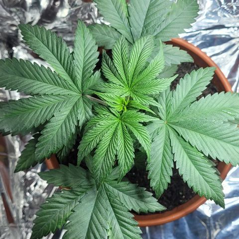 Northern lights growlog timeline photo
