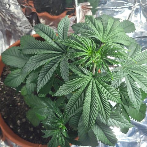 Northern lights growlog photo: Banho de NPK 15-5-5 