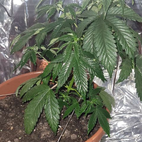 Northern lights growlog photo: Banho de NPK 15-5-5 