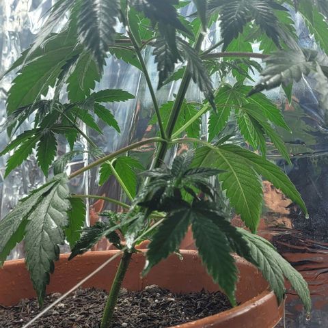 Northern lights growlog photo: Banho de NPK 15-5-5 