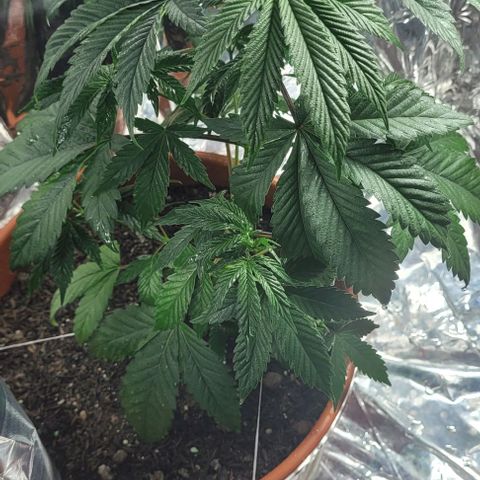 Northern lights growlog photo: Banho de NPK 15-5-5 