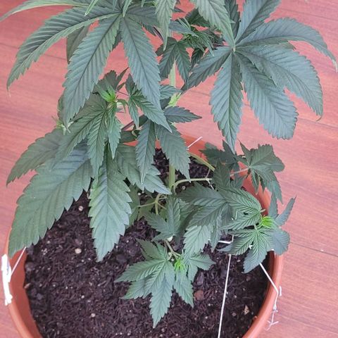 Northern lights growlog timeline photo