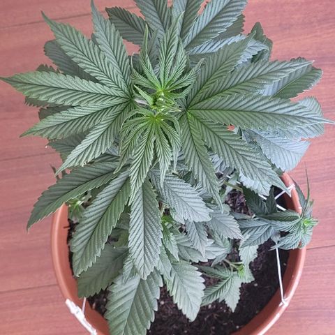 Northern lights growlog timeline photo
