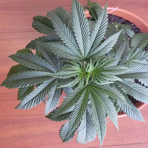 Northern lights growlog timeline photo
