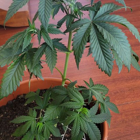 Northern lights growlog timeline photo