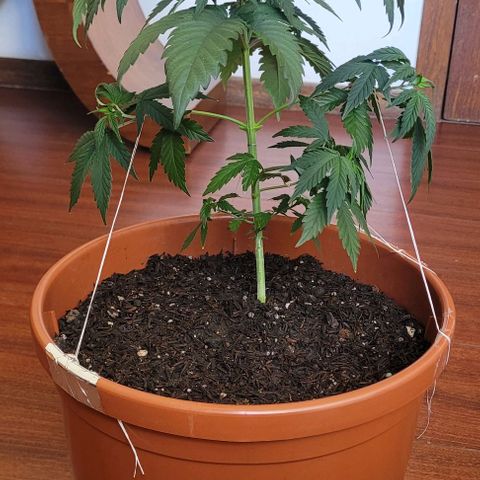 Northern lights growlog timeline photo