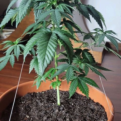 Northern lights growlog timeline photo