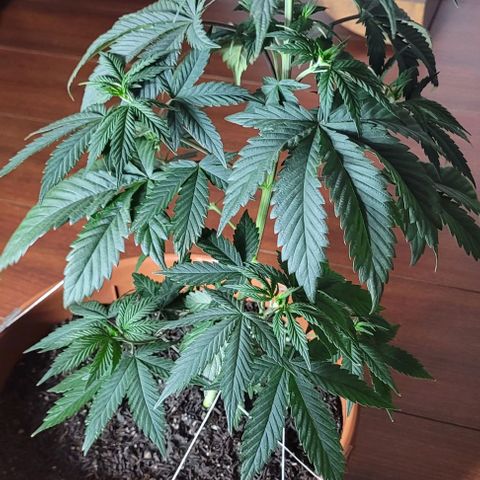 Northern lights growlog timeline photo