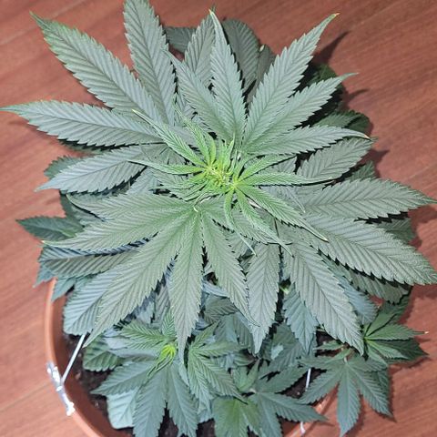 Northern lights growlog timeline photo
