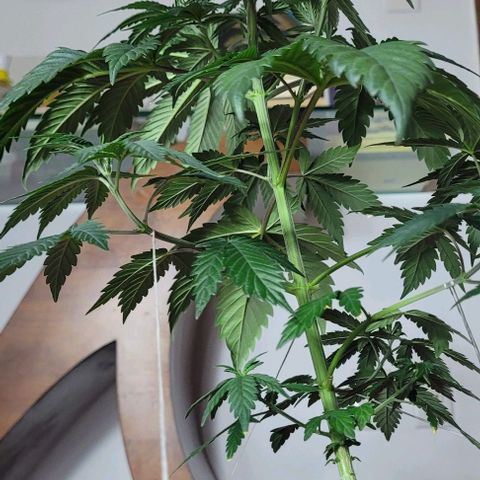 Northern lights growlog timeline photo