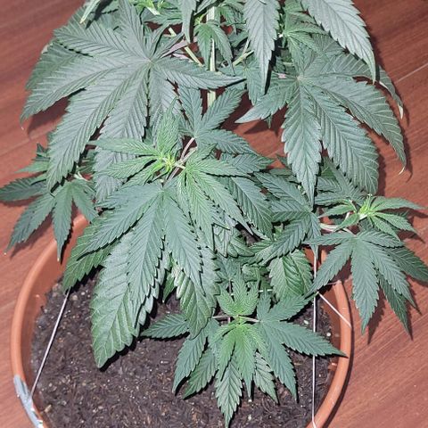 Northern lights growlog timeline photo