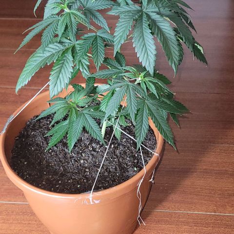 Northern lights growlog timeline photo