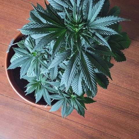Northern lights growlog timeline photo