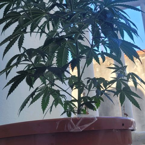Northern lights growlog timeline photo