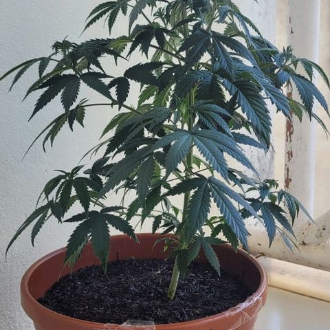Northern lights growlog timeline photo
