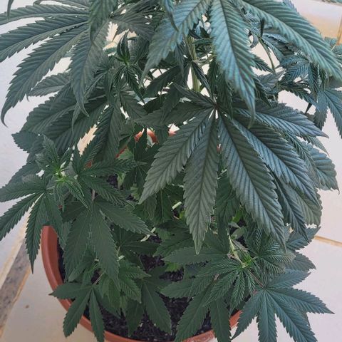 Northern lights growlog timeline photo