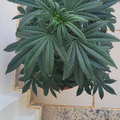 Northern lights growlog timeline photo