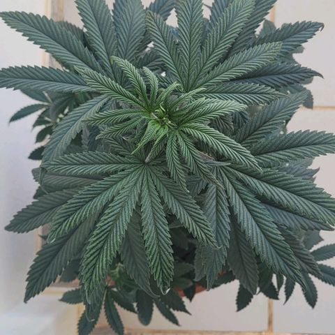 Northern lights growlog timeline photo