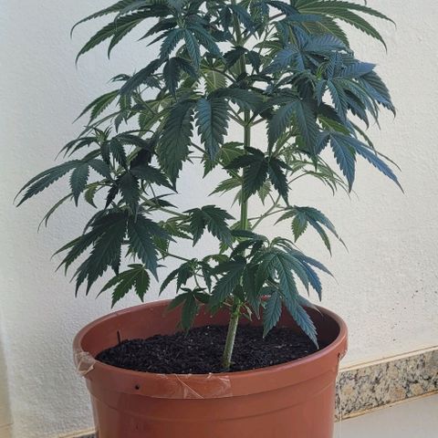 Northern lights growlog timeline photo