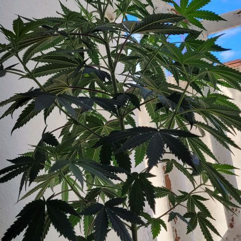 Northern lights growlog timeline photo