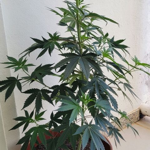 Northern lights growlog timeline photo