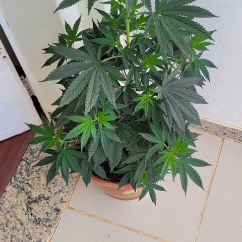 Northern lights growlog timeline photo