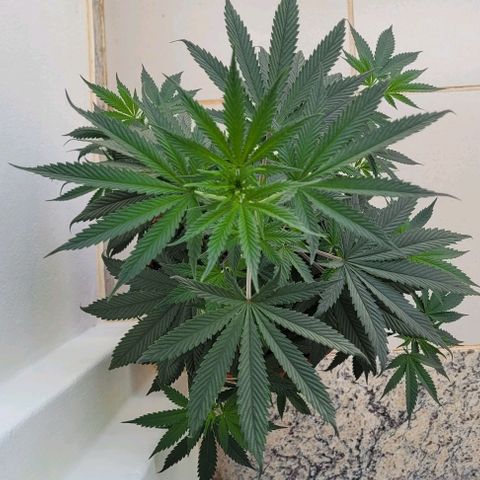 Northern lights growlog timeline photo