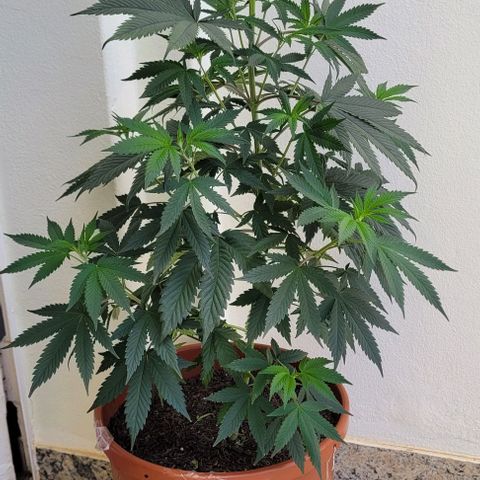 Northern lights growlog timeline photo