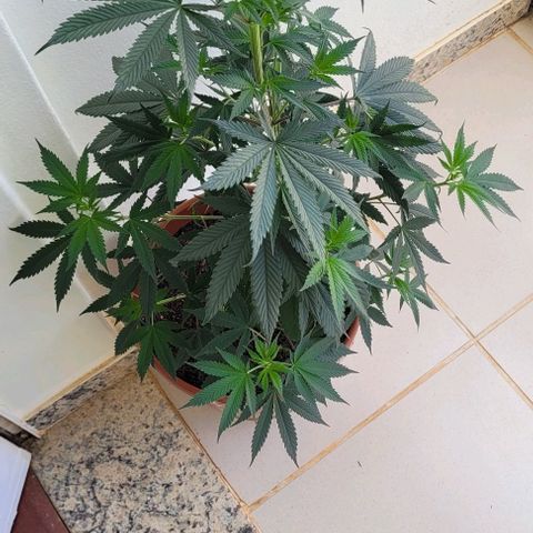 Northern lights growlog timeline photo