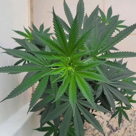 Northern lights growlog timeline photo