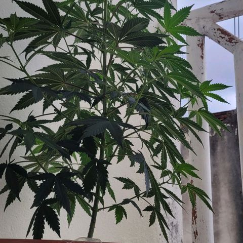 Northern lights growlog timeline photo