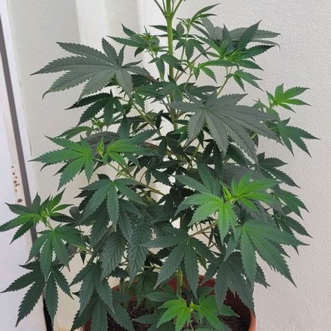 Northern lights growlog timeline photo