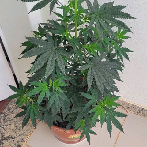 Northern lights growlog timeline photo