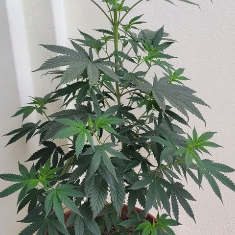 Northern lights growlog timeline photo